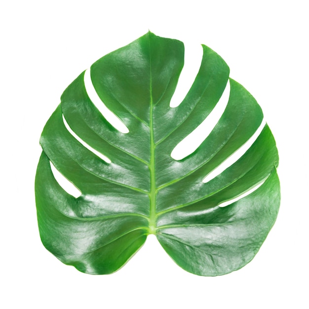 Green leaf of houseplant monstera