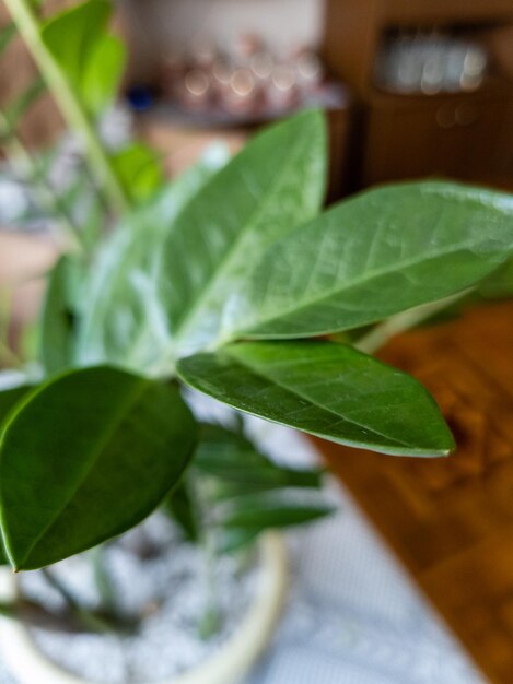 Green leaf of a houseplant Zamioculcas closeup