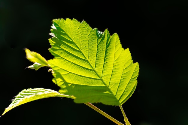 A green leaf illuminated by the sun.