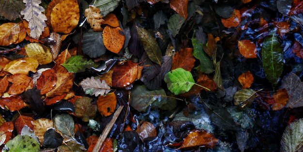 A green leaf is on the ground