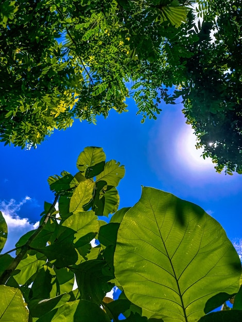 Foto una foglia verde è visibile attraverso gli alberi e il sole splende.