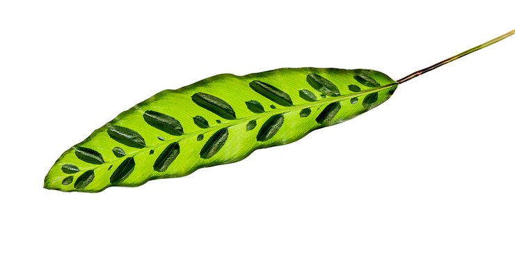 Фотография изолированный зеленый лист calathea lancifolia