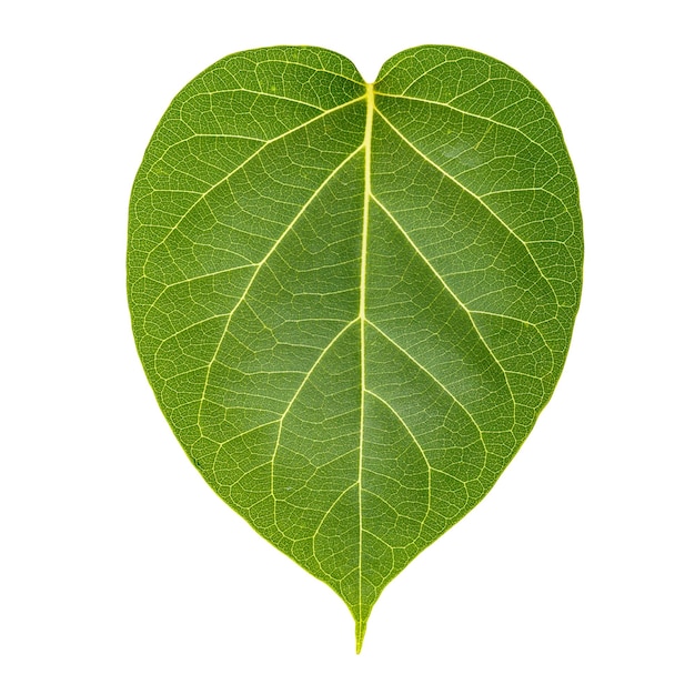 Green leaf isolated isolated on white background with clipping path