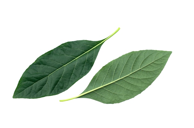 Green leaf isolated of Nan Fui Chao on white background