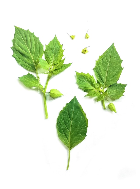 사진 흰색 배경에 고립 된 녹색 잎 녹색 잎