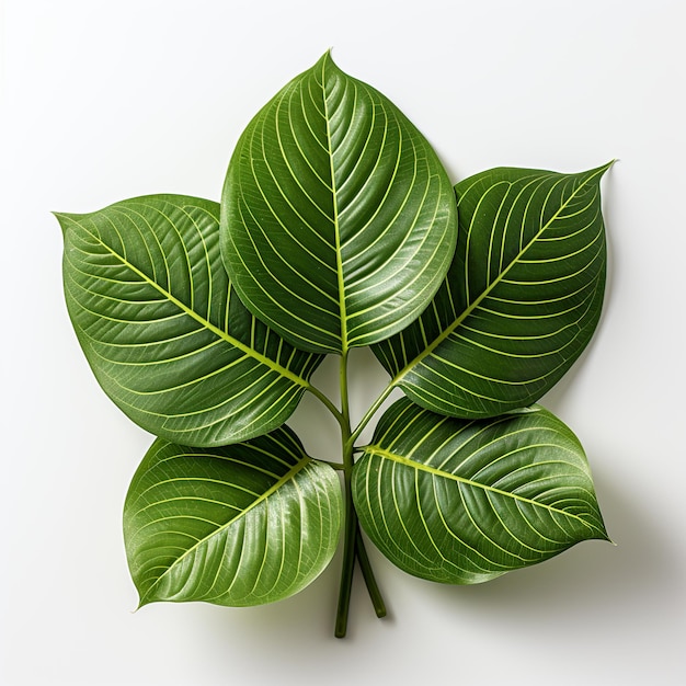 green leaf isolated on white background Created with generative Ai