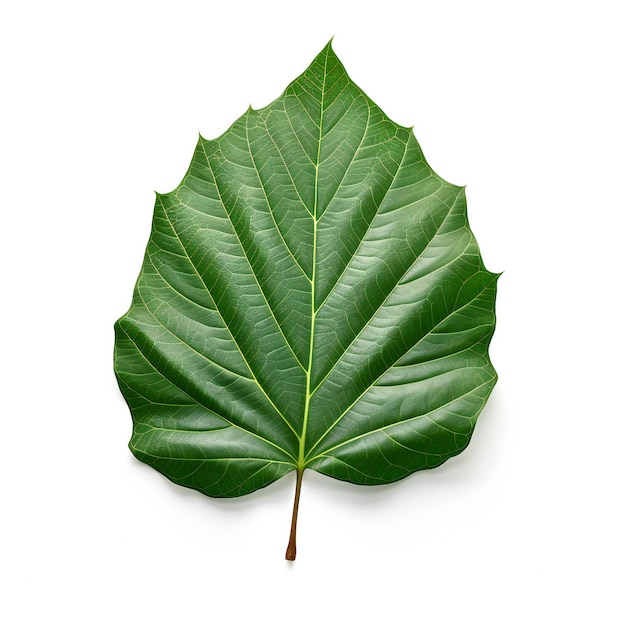 Photo green leaf isolated on white background hd image and large resolution can be used as wallpaper