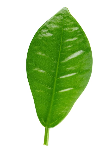 Green leaf isolated on white background Top view