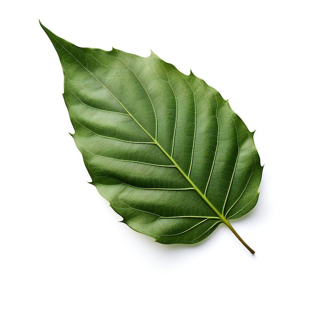 Green leaf isolated on white background Top view