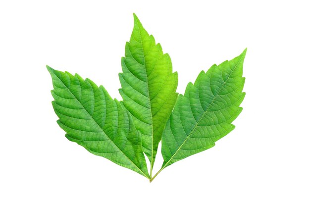 Photo green leaf isolated on a white background