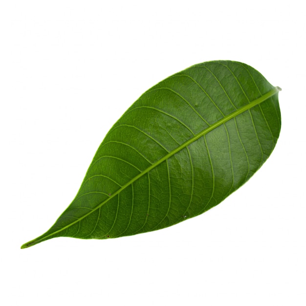 Photo green leaf isolated over a white background