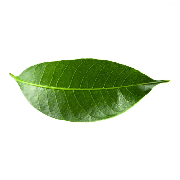 Green Leaf Isolated over a white background