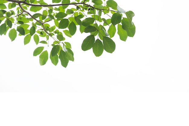 Green leaf isolated on white background