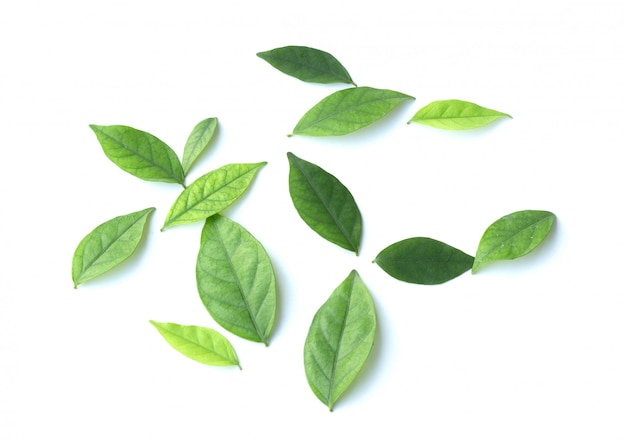 Green leaf isolated on the white background