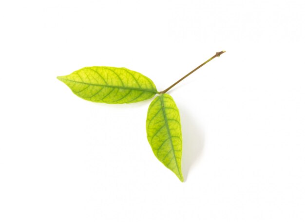 Green leaf isolated on the white background