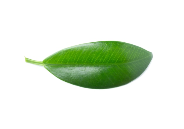 Green leaf isolated on the white background