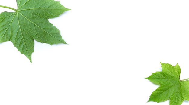 Green leaf isolated on the white background