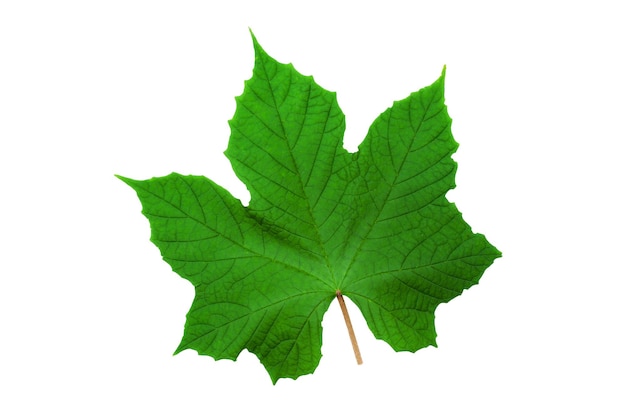 green leaf isolated on white background