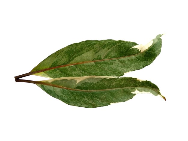 Green leaf isolated on white background