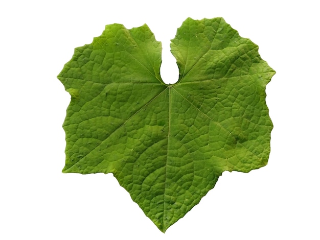 Green leaf Isolated on white background