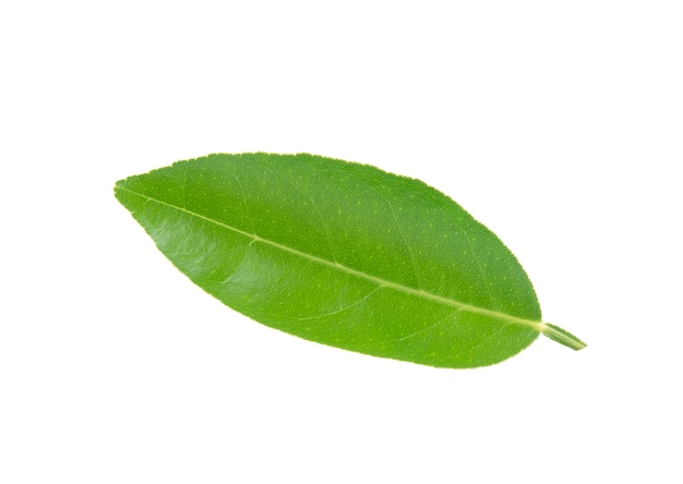 Green leaf isolated on white background