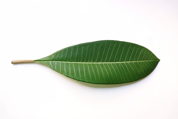 Green leaf isolated on white background