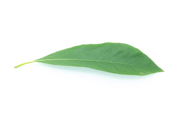 흰색 배경에 고립 된 녹색 잎