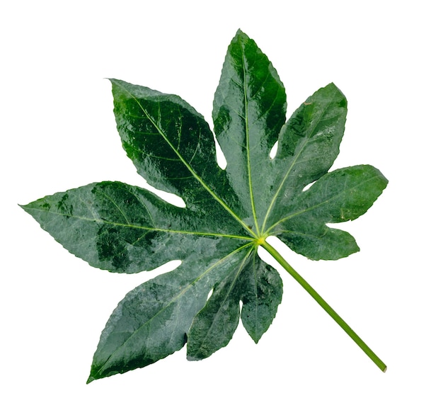 Green leaf isolated on white background