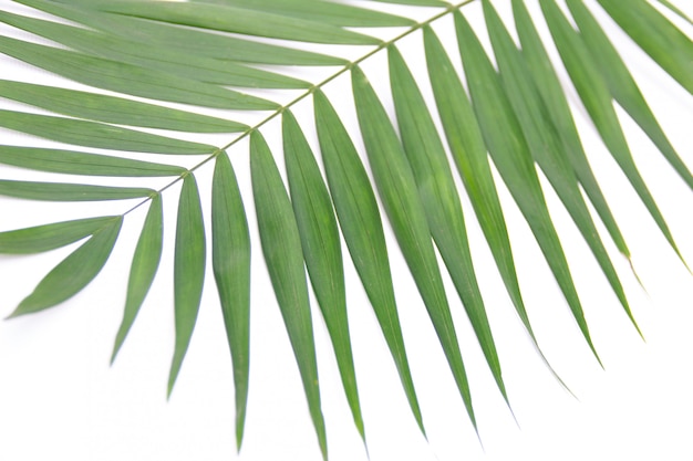 Green leaf isolated on white. 