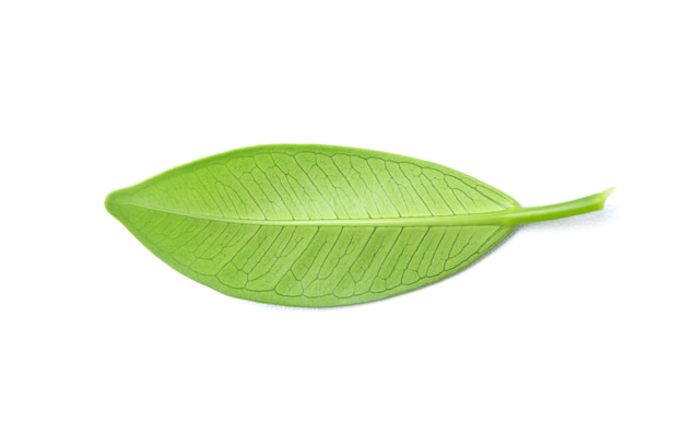 Photo green leaf isolated on white