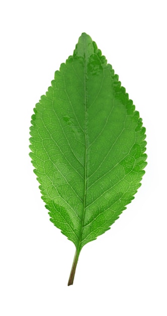 Green leaf isolated on white