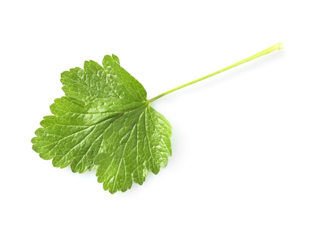 Green leaf isolated on white