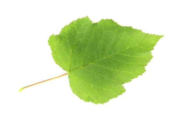 Green leaf isolated on white