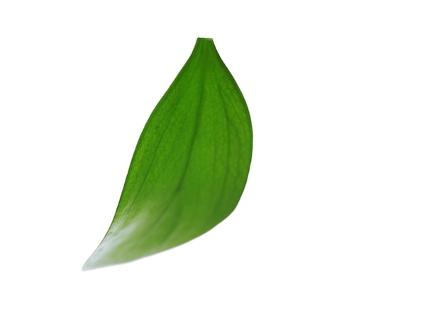 Green leaf isolated on white