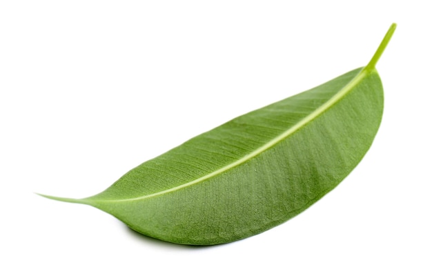 Green leaf isolated on white