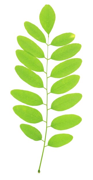Photo green leaf isolated on white