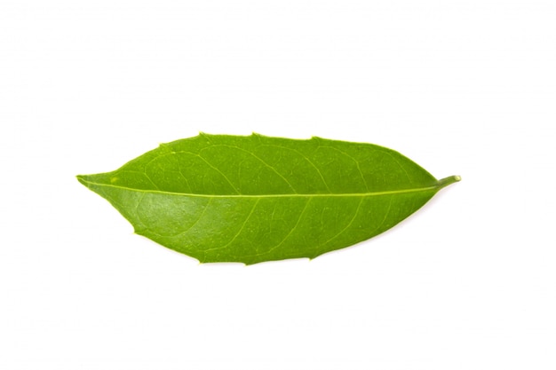 Зеленый лист, изолированные на белом