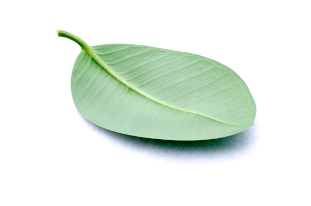 Green leaf isolated on a white