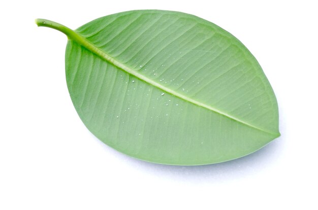 Green leaf isolated on a white