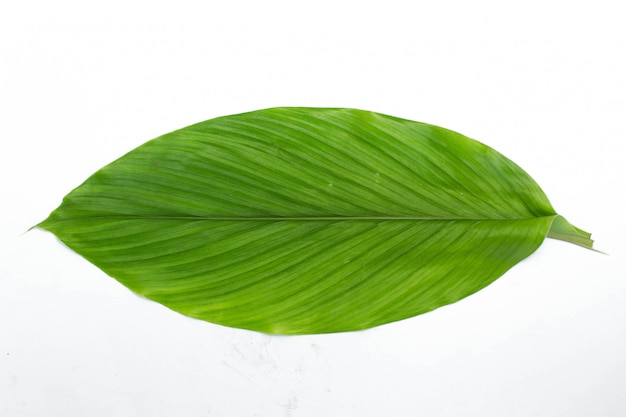 Photo green leaf isolated