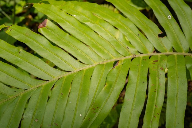 Green leaf of king fern Angiopteris evecta on the national park