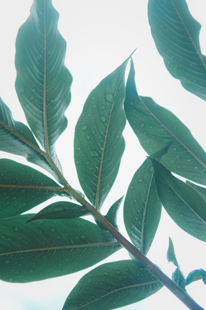 Green leaf (Konjac) pattern on surface background leaf in the forest.