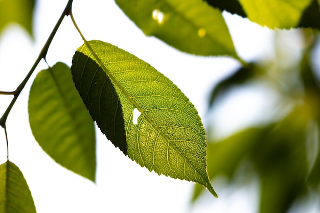 Photo green leaf and leaves fruit and vegetables plant and plants tree and trees nature photography