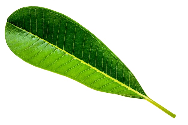 녹색 잎 (플루 메리아 또는 프랜지 파니 또는 사원 나무의 잎).