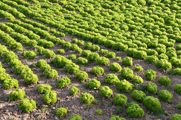 Green leaf lettuce on garden bed in vegetable field. fresh lettuce leaves. growing lettuce in rows in a field