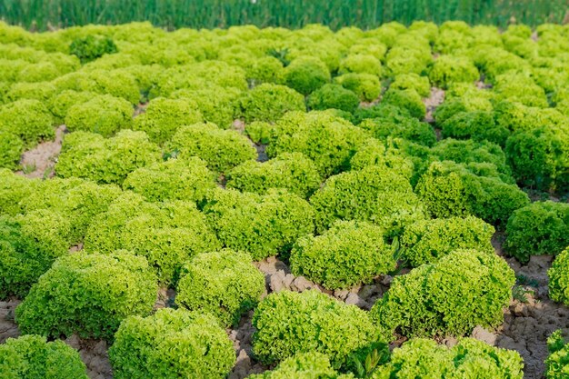 Lattuga a foglia verde sul letto del giardino in campo vegetale foglie di lattuga fresca