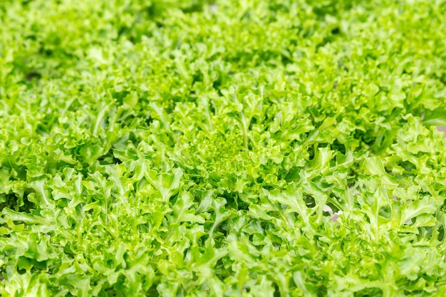 green leaf lettuce salad plant in the hydroponic system