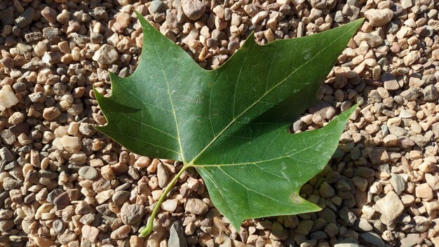 The green leaf lies on a fine brown gravel