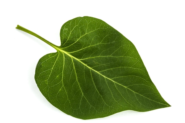 green leaf of lilac syringa vulgaris isolated on white background