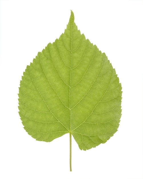 Green leaf of Linden or Tilia, commonly called lime trees, or lime bushes of the family Tiliaceae or Malvaceae isolated on white background.